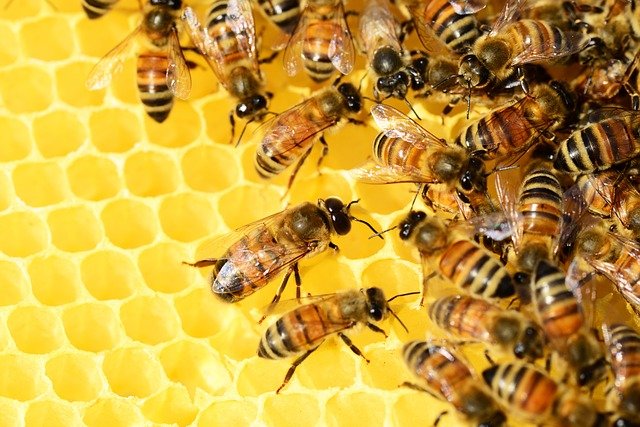 Bees saved, Varroa mite eradicated from Queensland